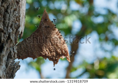 Stingless bee,insect, bug,stingless bee which its honey can be use as medicine.