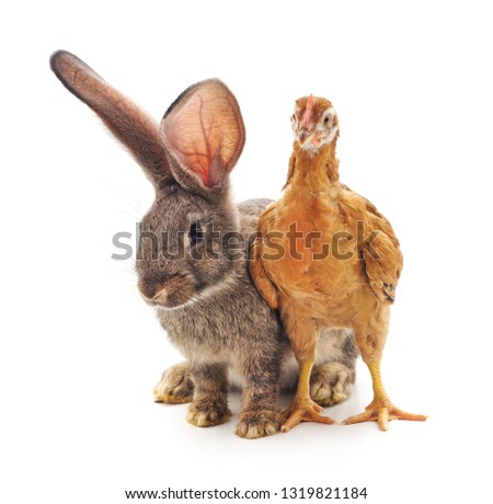 Rabbit and chicken isolated on a white background.