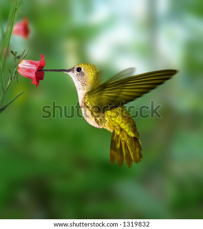 Hummingbird Royalty-Free Stock Photo #1319832