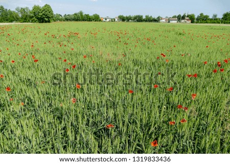field of poppies, digital picture taken in Italy, Europe