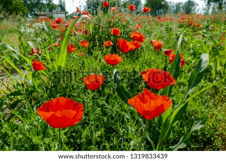 field of red poppies, digital picture taken in Italy, Europe