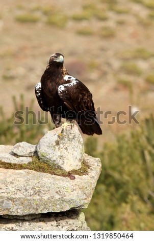 Spanish Imperial Eagle. Aquila adalberti