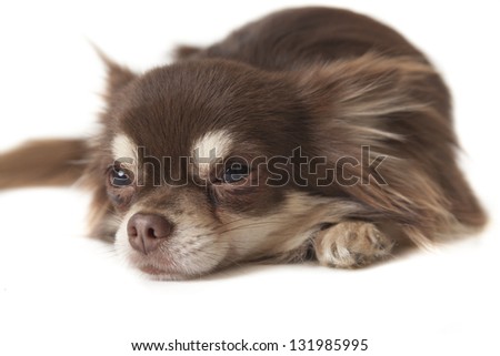 chihuahua laying on isolated background