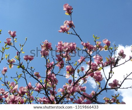 
This is a branch of a blossoming magnolia against the background of a blue sky.