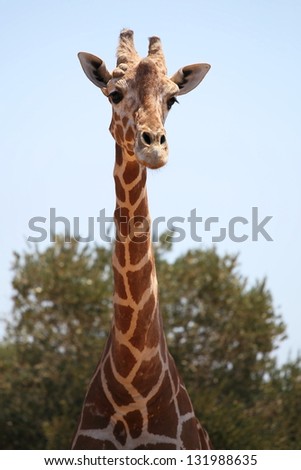 African giraffe stands on a background of green trees