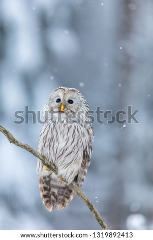 attractive ural owl portrait in winter forest with snowflakes