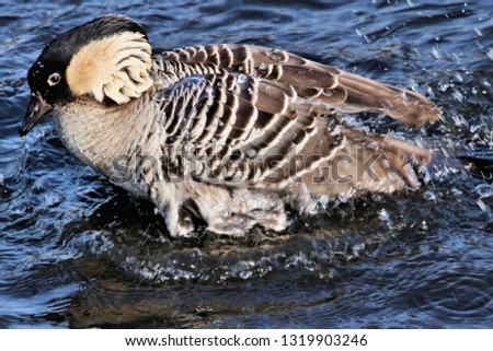 A picture of a Hawaiian Goose