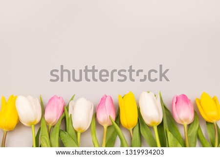 Colorful delicate tulips on white 