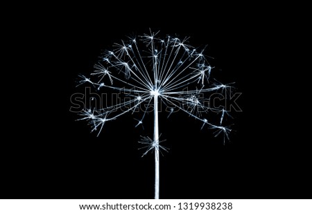Dry flower. Blue toned silhouette isolated on black background, inverse stylized natural photo
