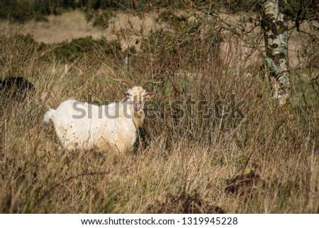 This is a picture of a white wild goat in mountains of Ireland
