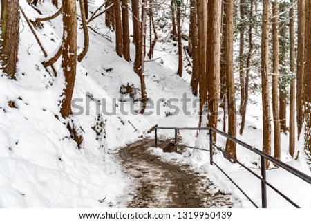 The path in the pine forest in the snow-covered winter in Nagano Japan