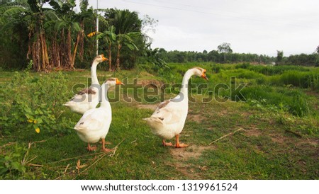 A group of cute ducks having a morning stroll through a green farm land with an array of local banana trees in the background