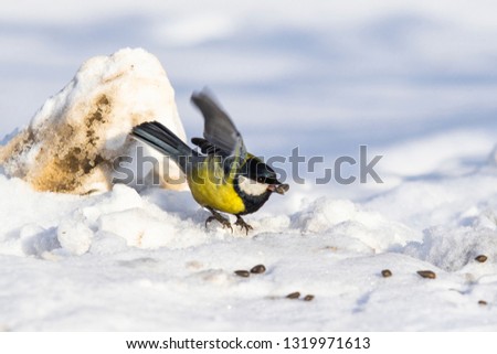 bird tit on snow in winter