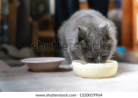 gray cat drinking milk