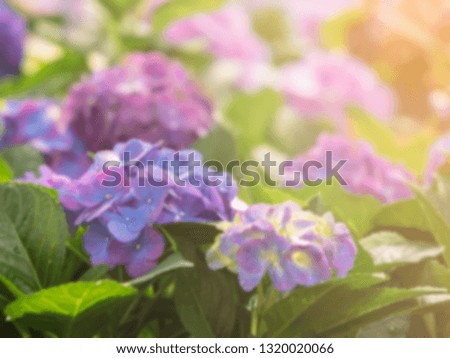 Blured picture of sunshine to  beautiful purple and blue hydrangea with background of flowers in the morning with copy space on the top.