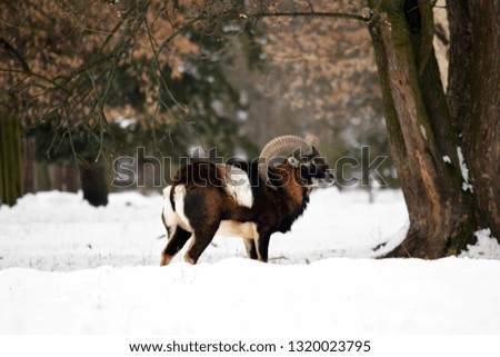 Beautiful Mouflon Male in Winter on Snow  Ovis Aries Musimon Stock Photo