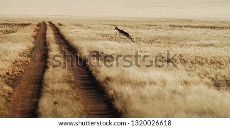 Gazelle jumping across road in Namibia, Africa