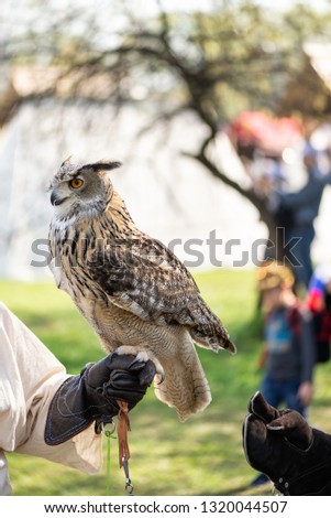 eagle owl sitting on the hand of master