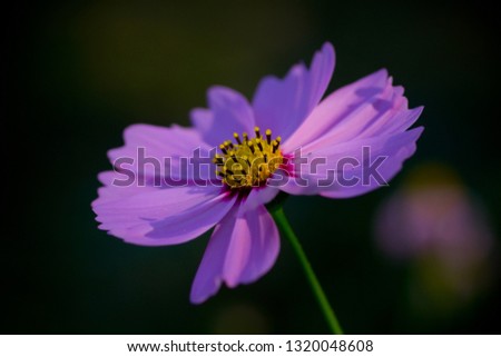 The Most Beautiful Purple Cosmos Flower 