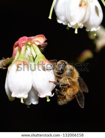 honey bumble bee feed blueberry bloom flower