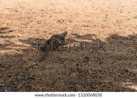 Varan crawls out of the shadows into the sun across the sand. Close-up, rear view. Camouflage color, almost merges with sand. Sunny day. Part of the picture in the shadow.
