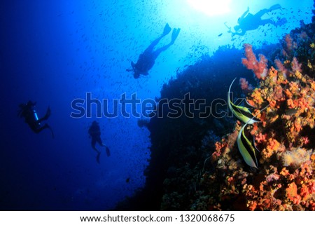 Scuba diver explores coral reef	 