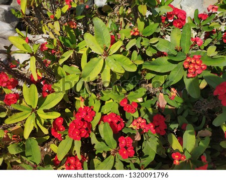 Small Red flowers plant wallpaper