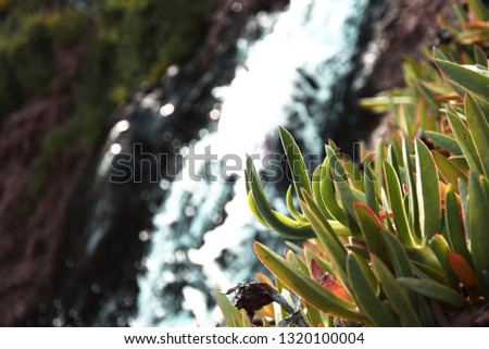 waterfall and greenery