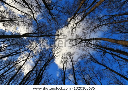 Winter forest photo sky panoramic photo from the bottom up
