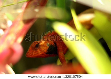 Iguana red, sunbathing in the morning
