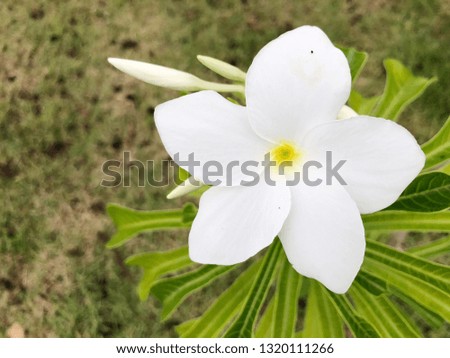 White frangipani flower. 