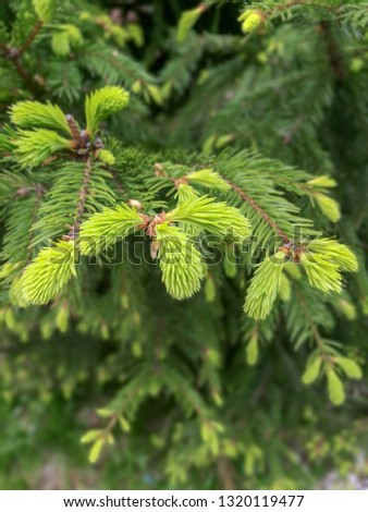 Close - up of green spruce branches and light green fresh sprouts at the tips Royalty-Free Stock Photo #1320119477