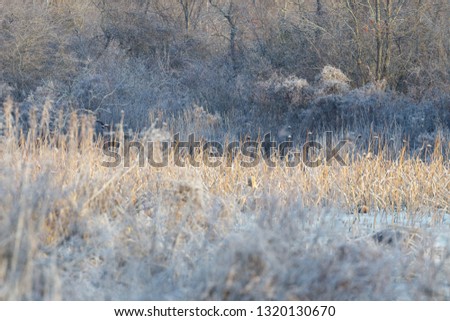 Orange reeds and grass surrounding a marsh with frost during winter in the wetlands of Virginia, USA.