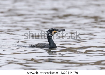 Great cormorant, in breeding plumage