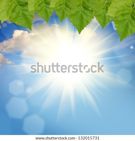 the green summer nature background