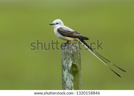 Adult male Scissor-tailed Flycatcher (Tyrannus forficatus) perched on a wooden pole in Galveston Co., Texas, USA.