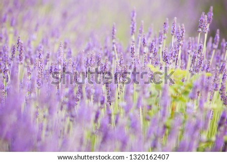 Evening light over purple flowers of lavender. Violet bushes at the center of picture. Lavender bushes closeup on evening light. Provence region of france.