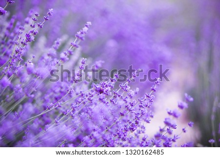 Flowers in the lavender fields in the Provence mountains. Evening light over purple flowers of lavender. Violet bushes at the center of picture. Lavender bushes closeup on evening light.