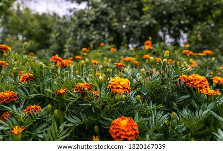 Summer garden and blooming marigolds