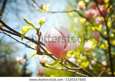 Magnolia bloom in the botanical garden