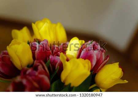 Toned picture of pink and yellow tulips bouquet with water droplets in the sun light close-up shallow depth of field 