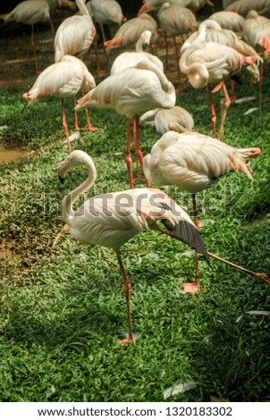 Flamingos in bired park, Kuala Lumpur, Malaysia.