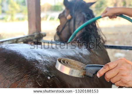 Groom cleans horse with a curry comb in bath time, selective focus. Royalty-Free Stock Photo #1320188153