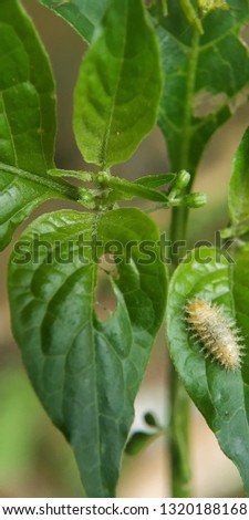 Small caterpillars that live in spinach trees.