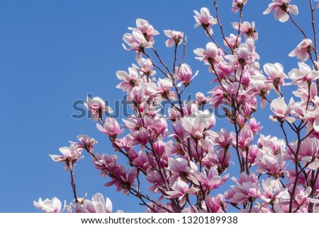 Spring flowers cherry blossom nature park