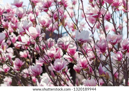 Spring flowers cherry blossom nature park