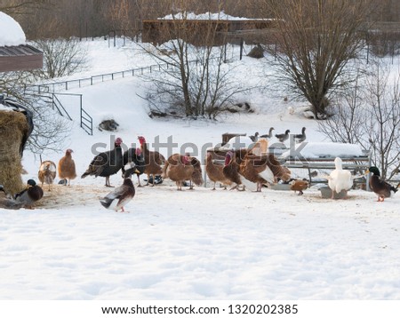 Birdyard with ducks, turkeys, chickens, geese in the winter
