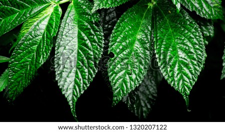 Summer tropical leaves that are wet from dew after rain