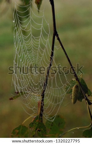 Web on a branch of birch covered with dew drops.