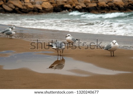 Seagulls on the beach of Mediterranean sea in Sitges. Province Barcelona, Catalonia, Spain
